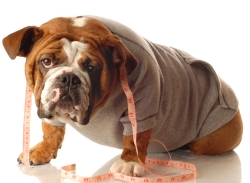 pet weight management in truro