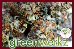 Greenwerkz Releases R4 Ultra-High CBD, Non-Psychoactive Strain as "Open Source"