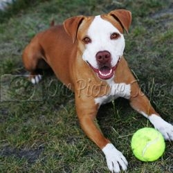 One Picture Saves a Life Workshops Make Shelter Pets Into Photo Stars