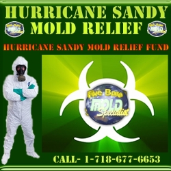 Five Boro Mold Specialist: "Over 100 Million in Red Cross Hurricane Sandy Relief Funds Still Available, Where's the Relief?"