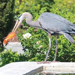 Pond Defender™ Protects Koi While Maintaining Pond Aesthetics