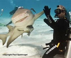 What Would You Like to Know About Sharks? Ask the Shark Experts.