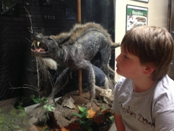 Chupacabra on Display at Kingdom Zoo: Education Center