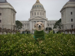 Frida – Dog Mayor of San Francisco