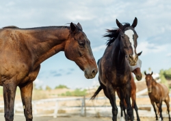 Crisis Situation: 212 Animals Are Losing Their Home. The Clock is Ticking for One of the Largest Equine and Animal Sanctuaries in North America.