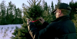 Hilltop Christmas Tree Farms Offering Christmas Tree Delivery Services Nationwide