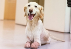 Rescue Alert - Chi Chi the Quadruple Amputee Golden Retriever Comes Home to America