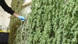 The Big Business of Marijuana Growing Exposed in a New Series