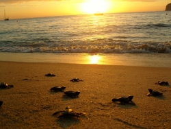 Casa Dorada on the Forefront of Sea Turtle Conservation Efforts in Los Cabos