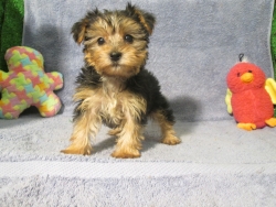 Purebred Puppies for Sale in New Jersey