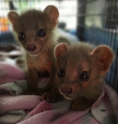 Vulnerable Species of Eupleridae (Fossa) Born at Catoctin Wildlife Preserve