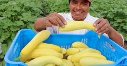 Hurricane Harvey Food Relief Efforts Get a Much Needed Boost from "Feeding Texas" Organic Growers