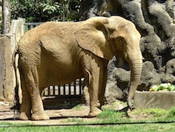 Elephant Aid International (EAI) Working with Puerto Rico Government to Retire Zoo Elephant to Georgia, USA, Refuge