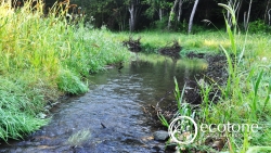 Ecological Restoration Enhances Water Quality in Chesapeake Bay – Ecotone’s Stream Restoration Techniques Improve Habitat & Reduce Restoration Costs in Baltimore County