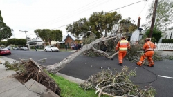 New York Long Island Tree Service Expands Tree Clearing & Removal Services in Dangerous Winter Weather