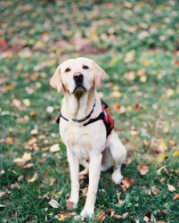 Council Releases Statement on Behalf of Service Dogs by Warren Retrievers Regarding Allegations