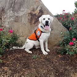 Custom Trained Diabetic Alert Dog Delivered to 25-Year-Old in Westby, WI