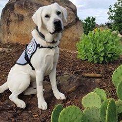 Custom Trained Diabetic Alert Dog Delivered to Woman with Type 1 Diabetes in Ankeny, IA