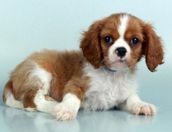 Chews A Puppy in Ocoee, Florida Has Announced Their Partnership with Chews Adoption