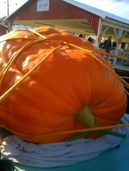 Giant Pumpkin Weigh Off Returns to South Jersey