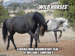 Film Festival Intrigued Filmmaker's Combination of UAV Filmography, Wild Horses & Wildfire