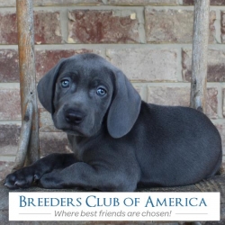 You Can Now Buy Your Cute Little Puppy with Crypto Currencies from Breeders Club of America