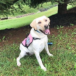 13-Year-Old Boy in Gilroy, CA Receives Custom Trained Diabetic Alert Dog