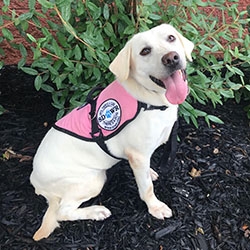 Diabetic Alert Dog Delivered to Woman with Type 1 Diabetes in Cheney, WA