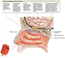 Can't Smell Anything? This Clinical Trial May Give You Hope.