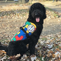 autism service dogs