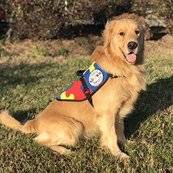 Golden retriever hot sale autism