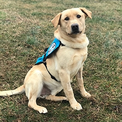 Sdwr Diabetic Alert Dog Delivered to 11-Year-Old Boy in Thornton, CO