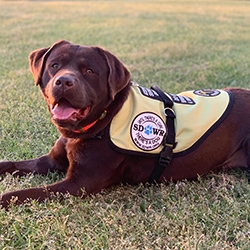 Seizure Response Service Dog Delivered to 17-Year-Old Boy in Fort Valley, Georgia