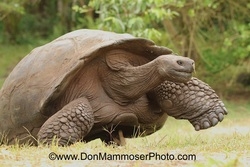 Photographer Don Mammoser Launches Special Yacht-Based Photography Tour to the Galapagos Islands