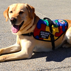 service dogs for autism near me