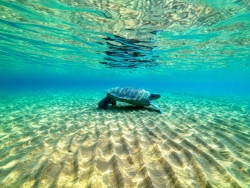 Former Volunteer for Marine Turtle Conservtion Project Shaving Her Hair as a Fundraiser to Save Sea Turtles