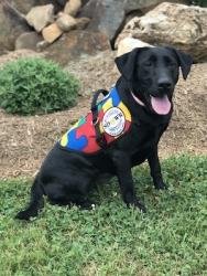 Autism Service Dog Delivered by SDWR to Assist Family in Roseville, CA