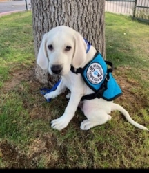 Family from Prescott, AZ is Showing Their Way of Paying It Forward Through an SDWR Service Dog Volunteer Experience