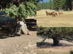 Rancher, Logger, Author and Naturalist William E. Simpson II Disagrees with DOI's Plan of Burning America; Says It Adds to Mismanagement of Wild Horses