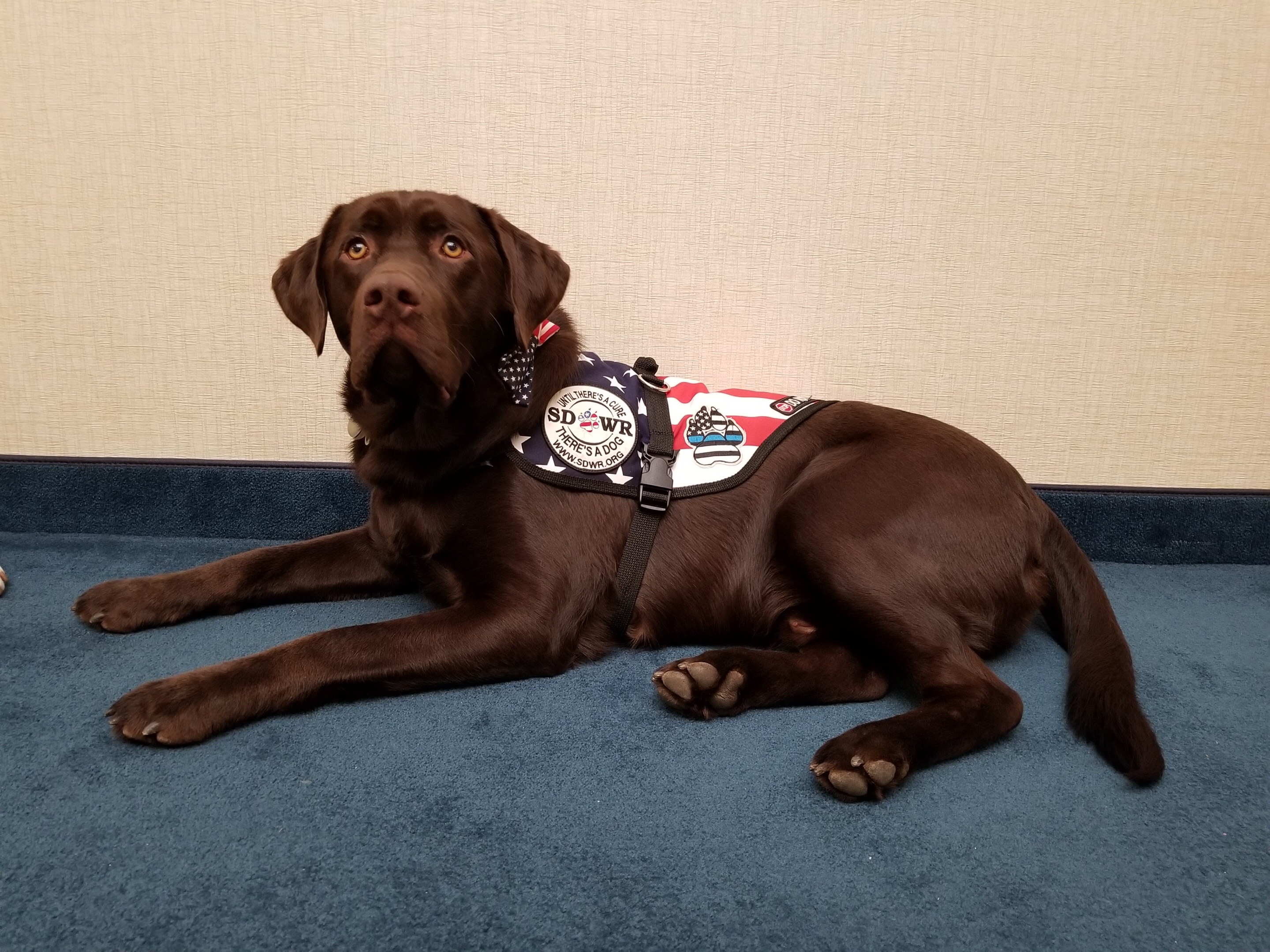 SDWR Sponsoring Diabetic Alert Dog Grant