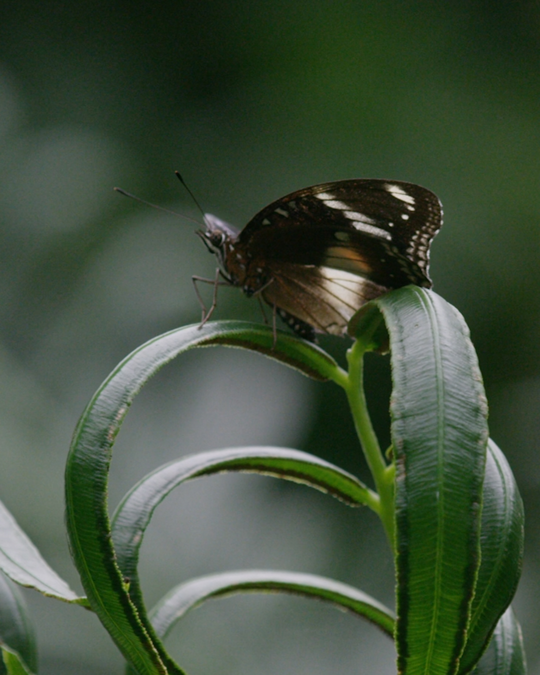 The University of British Columbia Botanical Garden and TEALEAVES Announce Their Attendance at the World Biodiversity Forum