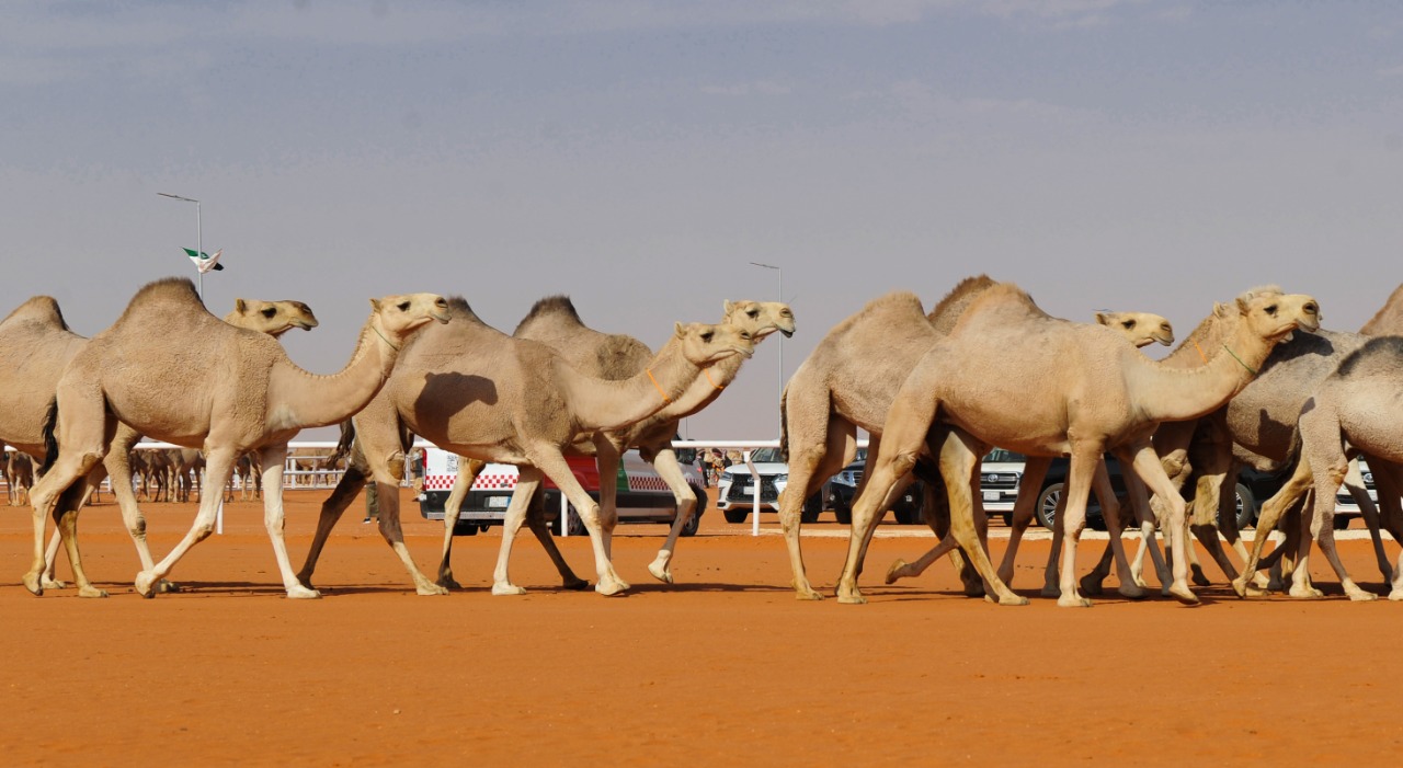 From Tradition to "Camel Economics" Saudi Arabia is a Global Hotspot for Modern Camel Industry