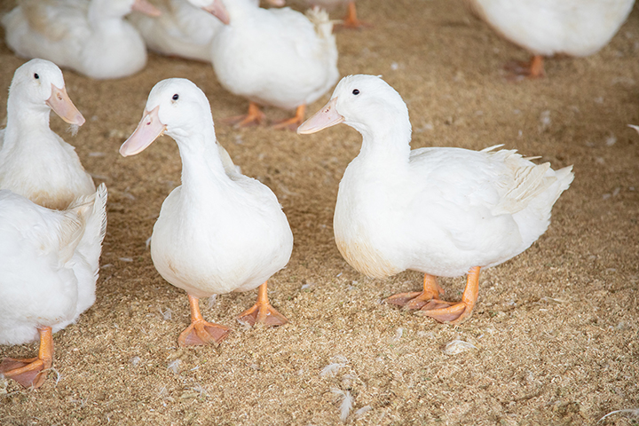 Maple Leaf Farms, Inc. Launches Enhanced Strain of Parent Stock for INDUX® Integrated Duck Production System