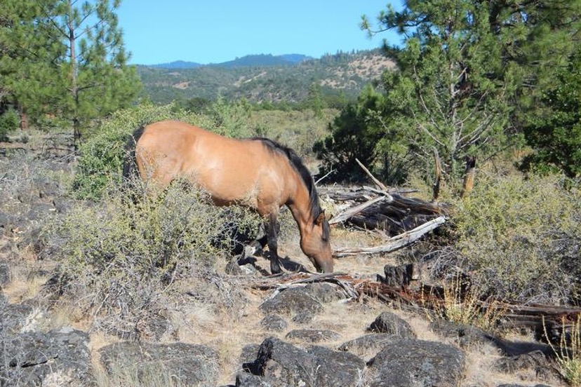 President Biden: Will You Save America’s Heritage Wild Horses?