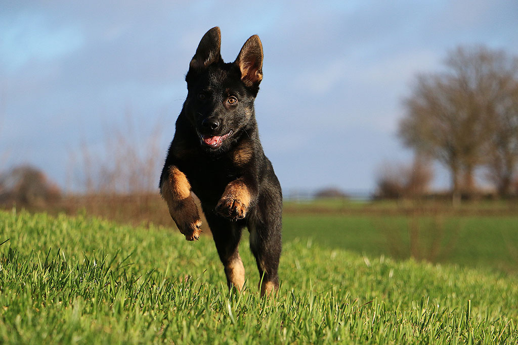 K9 Dog Training Academy Sees Greater Interest in Civilian Dog Training