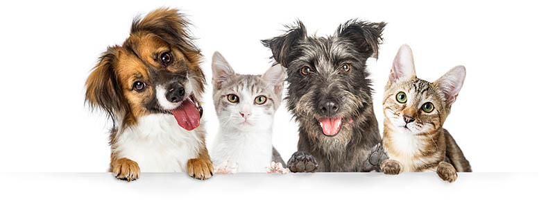 OC Wellness Solutions Releases 4th of July "Happy Pet" CBD Bundle