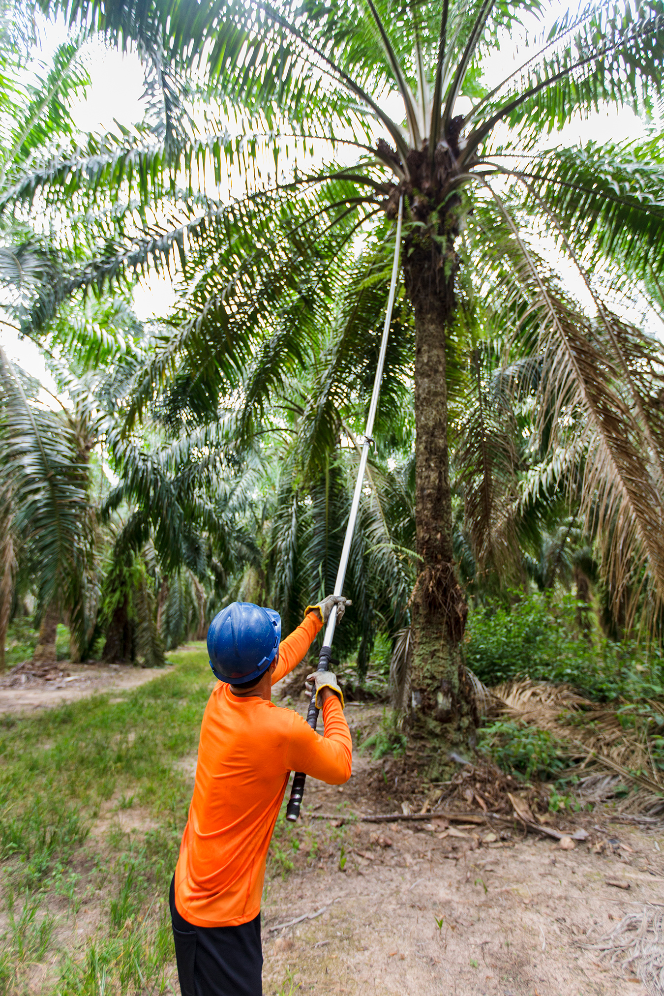 Partnership Between Agropalma (Brazil) and Ciranda (U.S.) Expands Availability of Organic Palm Oil in North America to Meet Growing Demand