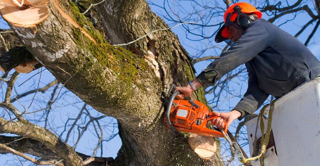 Fall is the Perfect Time to Plant New Trees and Lay New Sod with AAA Tree Service