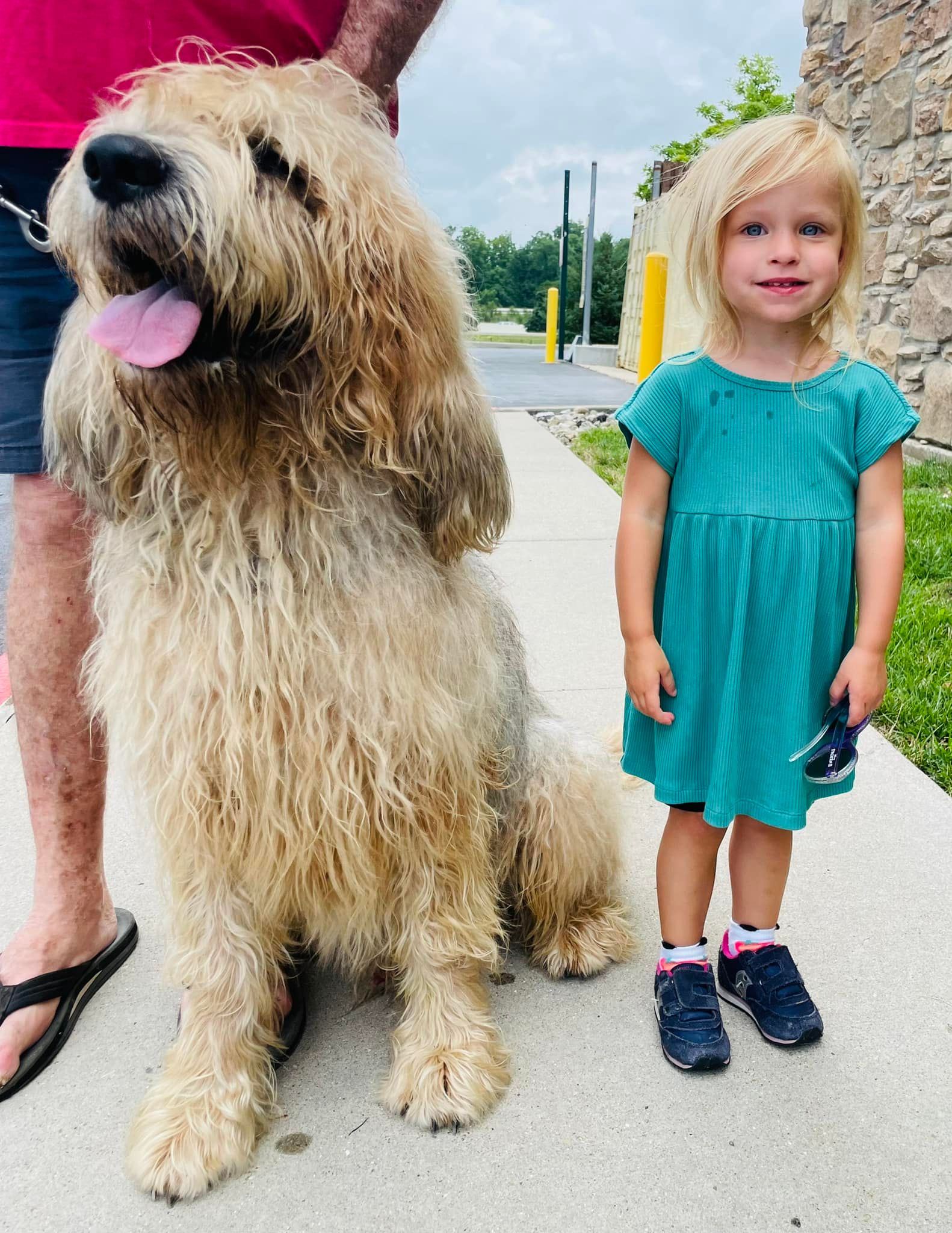Search Underway in Missouri to Rescue Tito the Otterhound, One of the World’s Most Endangered Dogs, One of Less Than 600 Left in the World