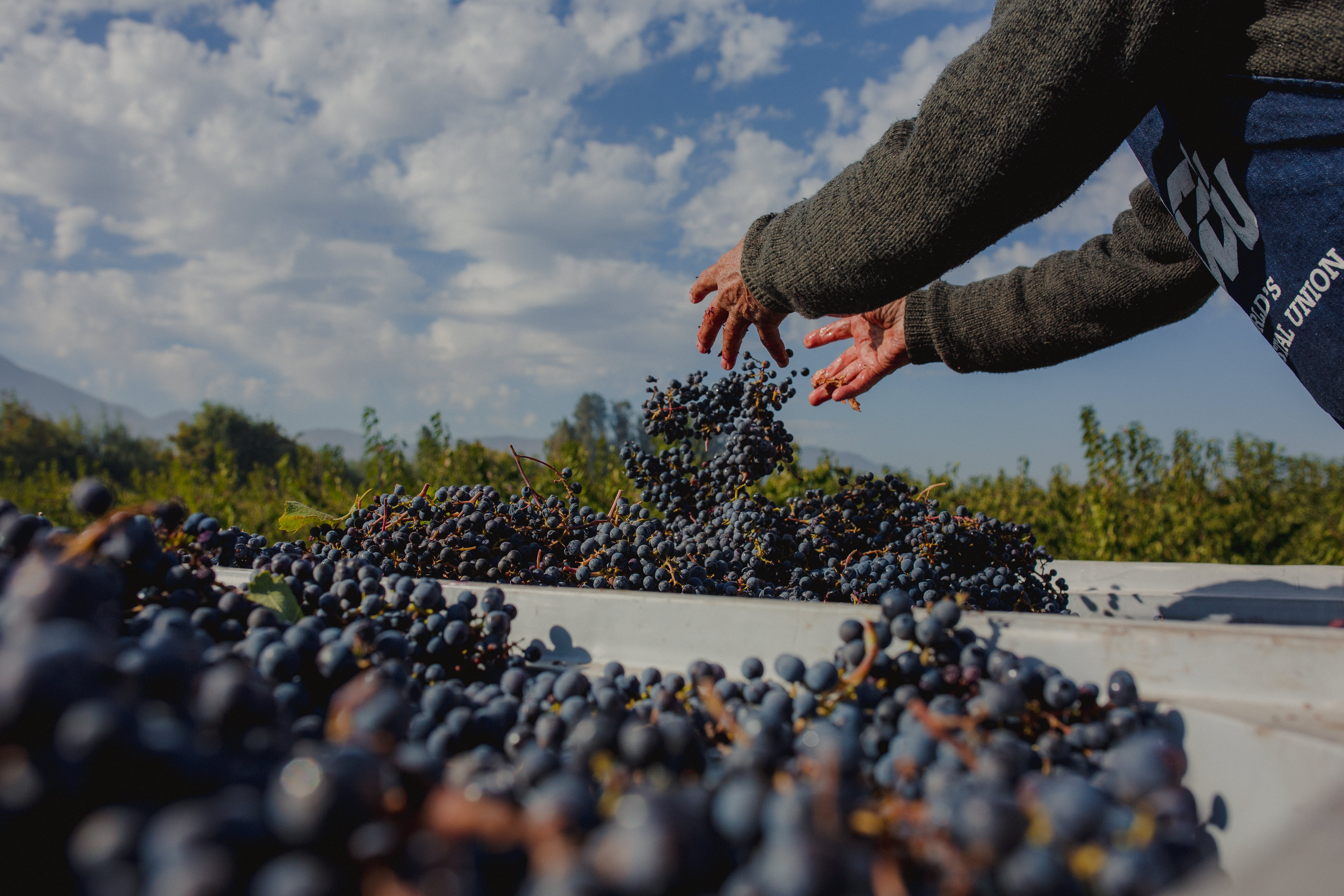 St. Stephen Organic Wine Tastings at Jimbo’s in San Diego